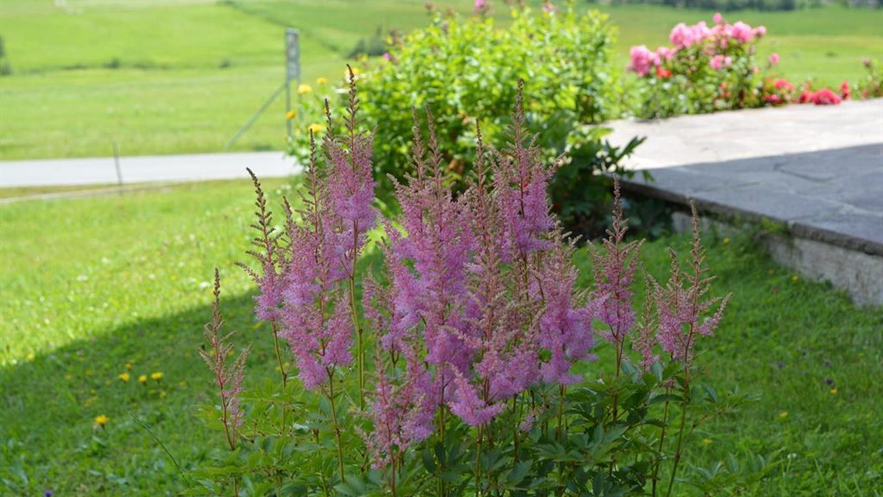 Blumen 1 Blumen 1